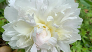 Peony white